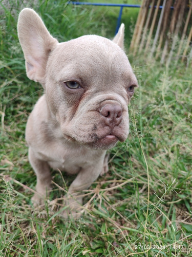 Bulldog Francés Macho, Pelaje Colorido (valle Del Cauca )