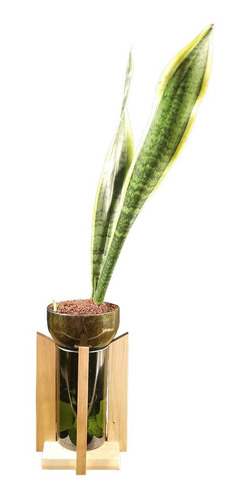 Imagen 1 de 8 de Lengua De Suegra Little Plant 24 Con Soporte
