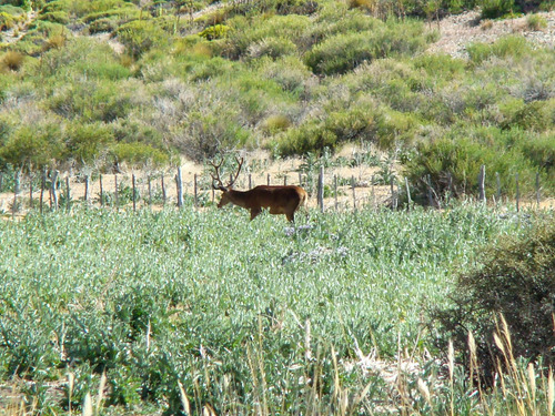 Campo En Venta En Alicura