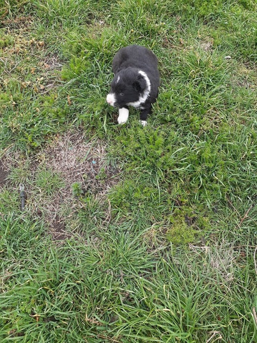 Imagen 6 de 7 de Cachorros Border Collie
