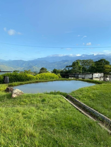 Imagen 3 de 28 de Vende Espectacular Finca La Esperanza En El Municipio San Cristobal, Estado Tachira. Lino Juvinao