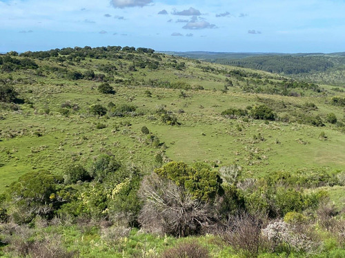Exclusivo Campo Criador 535hás, Coneat 80. Buen Acceso.