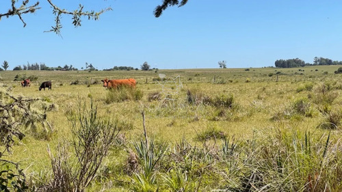 Campo 17 Has Con 9550 M2 Con Costa De Arroyo