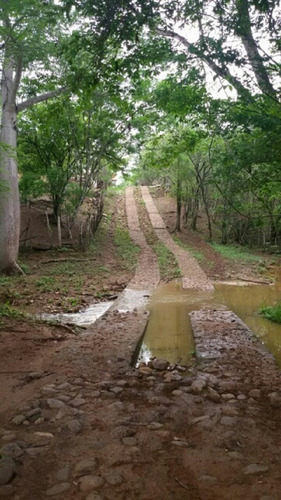 Imagen 8 de 14 de Finca En Venta En San Jose De Guaribe