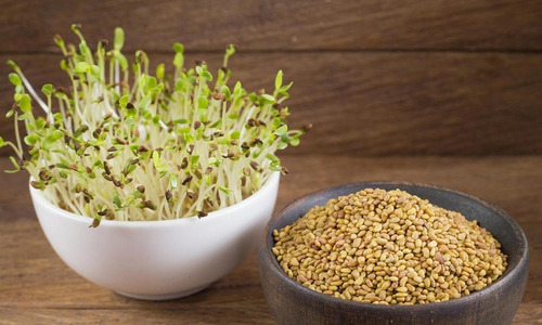 Semillas De Alfalfa Ideal Para Hacer Germinados 1kg