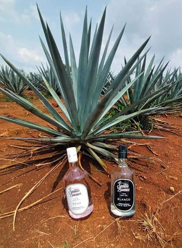 Tequila Santos Buenos De Tequila Para El Mundo