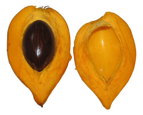 Arbol Zapote Amarillo P. Campechana Pregunte Costo De Envio