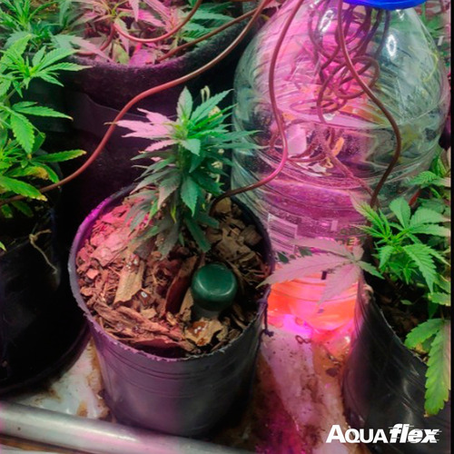 Imagen 2 de 6 de Riego Ceramico Indoor Box Cultivo X1 Growflex