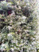 Comprar Pino Gris, Pino Chamaecyparis 50cm Aprox, Pino Con Aroma