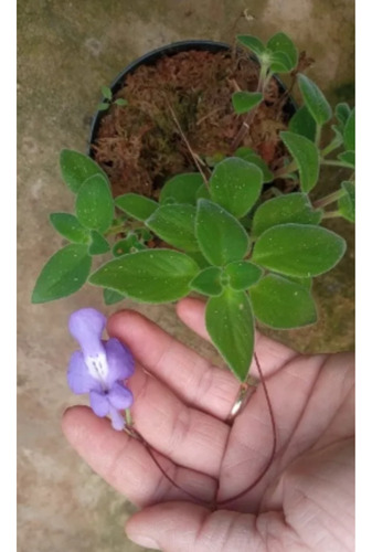 Muda Streptocarpus Saxorum / Violeta Pendente