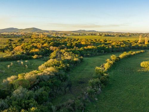 Chacra - Pan De Azúcar - Terra Oliva 4