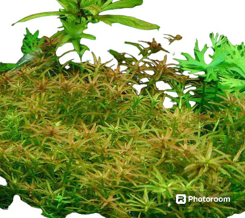 Rotala Mexicana Goias