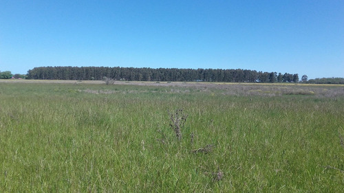 Imagen 10 de 11 de Campo 134 Has. En Gral. Madariaga