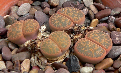 Lithops 2 Cabezas Maceta 3 Pulgadas Piedra Vivient Suculenta