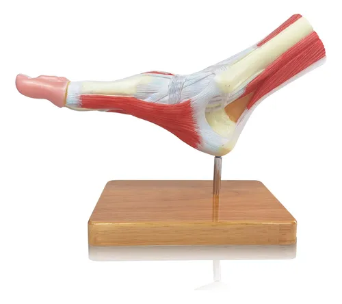 Modelo De Esqueleto Anatomico Del Pie, Tamaño Natural.