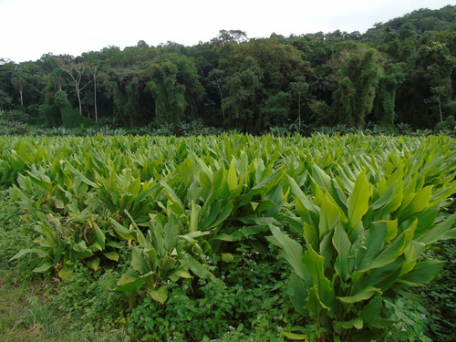 Zedoária, Erva Seca Para Chá 30 Gr
