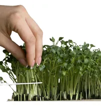 Comprar Germinador Microgreens Kit Siembra Brotes Con Semillas