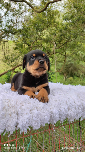 Rotweiler Cachorros Precio Especial Mascotas Rionegro