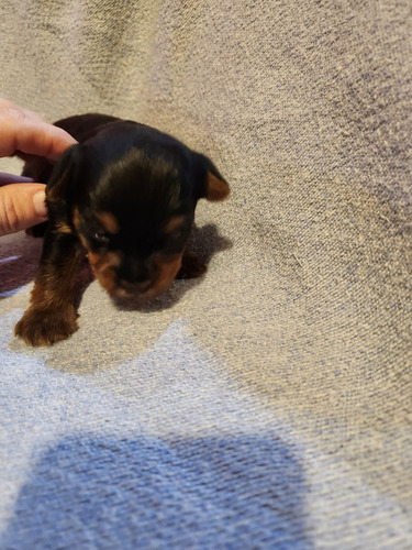 Yorkshire Mini Con Pedigree. Se Entrega A Los 45 Dias. Azul Acero