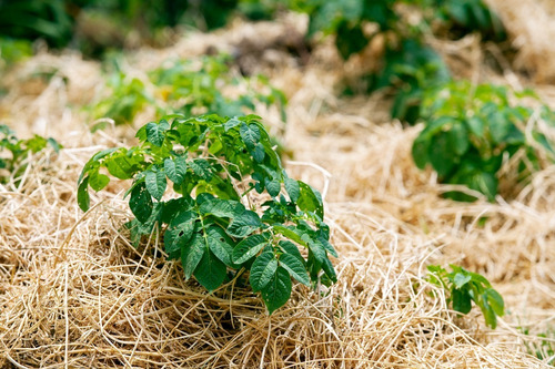 Mulching 600 Gramos / 30 Litros Paja De Trigo Sustrato