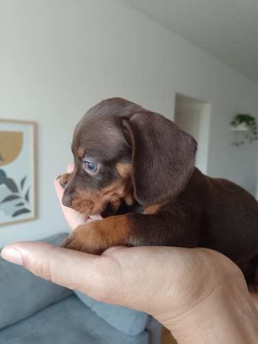 Cachorros Salchicha Mini Dachshund Macho Piedbald Chocolate Piedbald