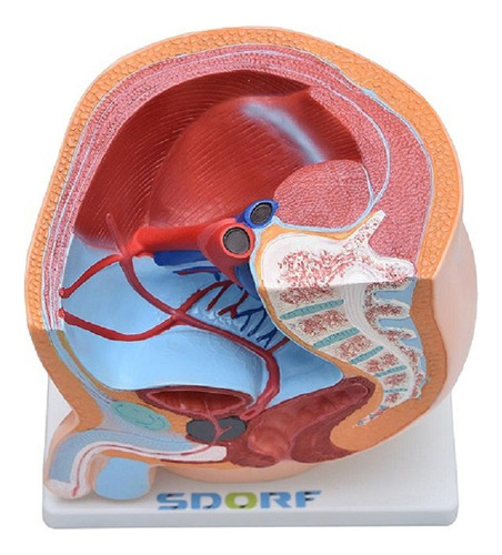 Pelve Masculina Em Secção 1 Parte, Anatomia