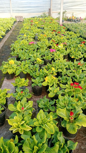 Primula Primavera M12 Cajón X 10 Plantas Varios