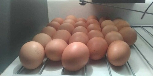 Imagen 1 de 6 de Huevos Fértiles