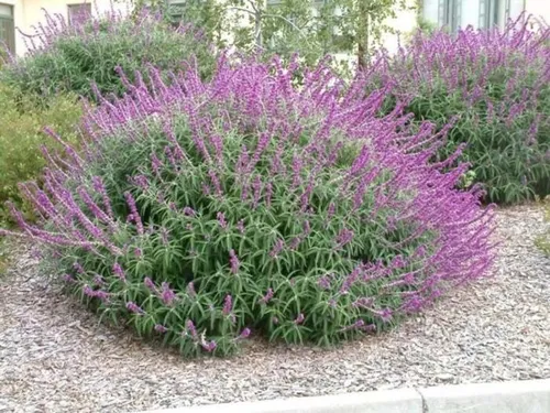Salvia Leucantha ;salvia Violeta 3lts