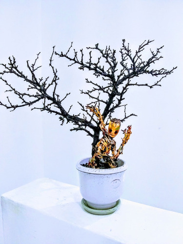 Imagen 1 de 3 de Artesania De Madera Fina Groot