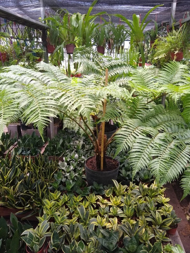 Helecho Arborescente Arboreo - Alsophila - Maceta 20 Litros!