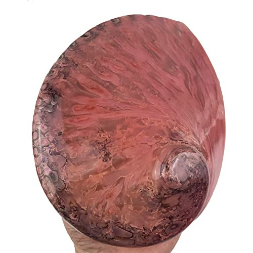 Concha De Abulón, Concha De Midae Pulida Rosa Manualid...