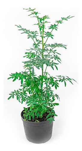 Planta La Ruda Planta Magica