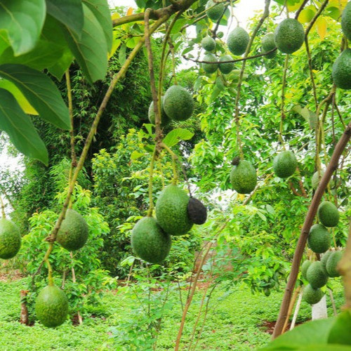 Miel De Aguacate De 4 Litro / 5.4kg, Las Colmenas De Oro