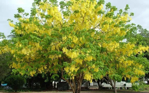1000 Semillas Forestales (para Vivero) Envio Gratis