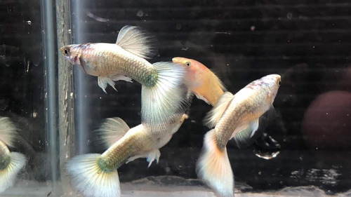 Imagen 2 de 4 de Pez Guppys Full Withe Platinum Línea Importada X Pareja