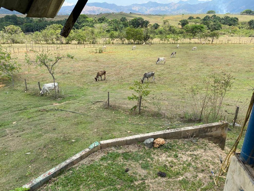 Imagen 14 de 14 de Venta Granja Automatizada Tacarigua