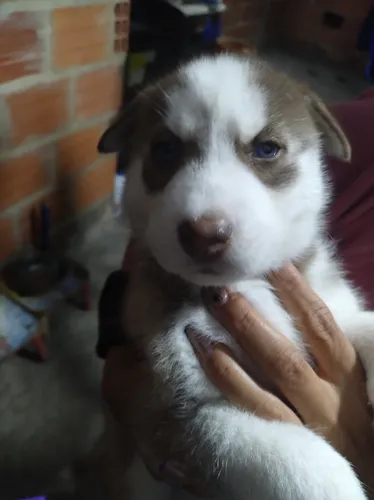 Husky Siberiano Macho De Pelaje Colorido, Bogotá D.c