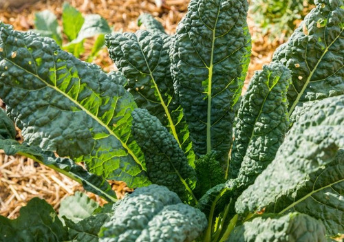 200 Semillas De Kale + Instructivo