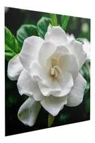 Comprar Lienzo Gardenia Inmaculada, Belleza Suave 140x140