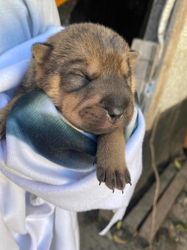Imagen 5 de 5 de Sharpei Cruza
