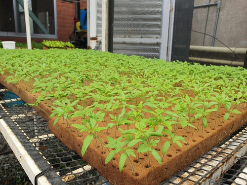 Imagen 5 de 5 de Kit Espuma Agrícola Para Hortalizas