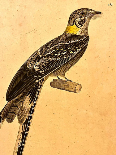 Antigua Litografía Aves Chotacabra Numerada C.j. Temminck 