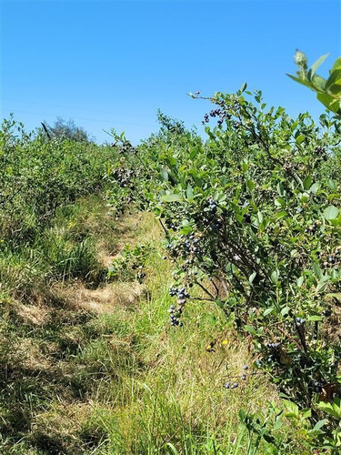 Imagen 3 de 18 de Agrícola En Venta En Ñiquén