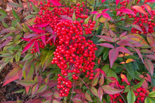 Bambu Sagrado - Nandina Domestica - Sementes Para Mudas