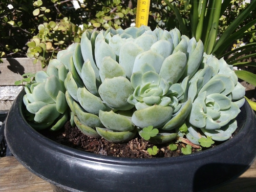 Imagen 6 de 9 de Echeveria Elegans Rosa De Alabastro - Colonia Adulta 8p