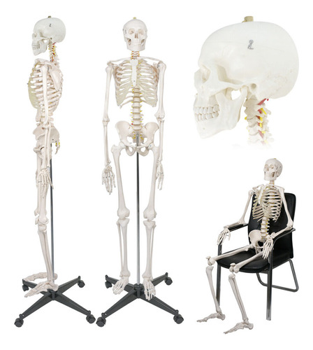 Modelo Medico Esqueleto Humano Tamaño Real 1.80 M Vevor