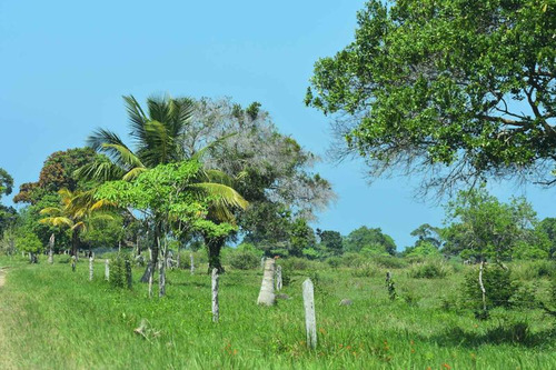 Venta Rancho Ganadero 1229 Hectáreas Tuxpan Veracruz.