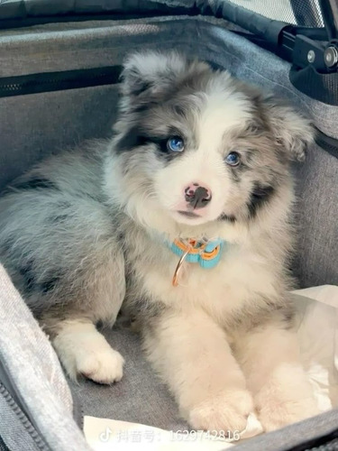 Border Collie Cachorros Calidad Vip Diferentes