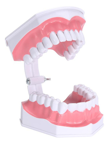 Modelo Anatómico Dentadura 28 Dientes +cepillo Dental Odonto